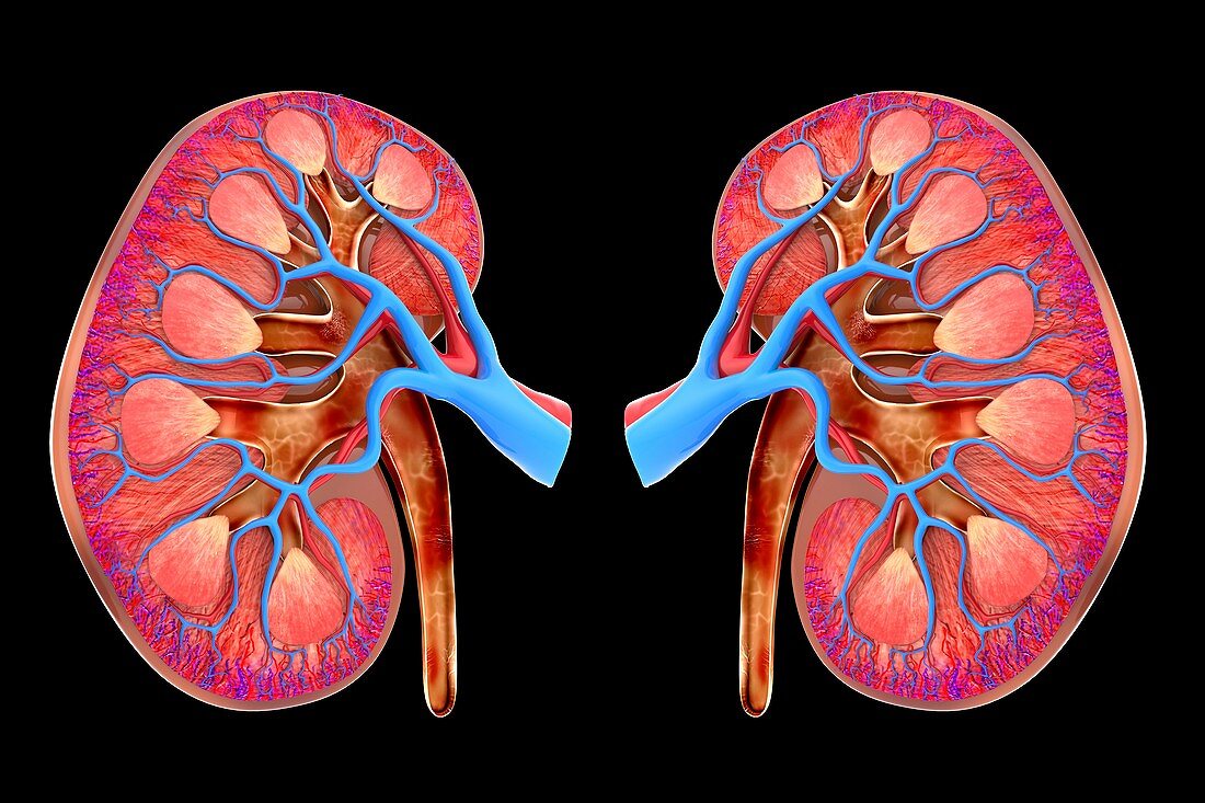Human kidneys,artwork