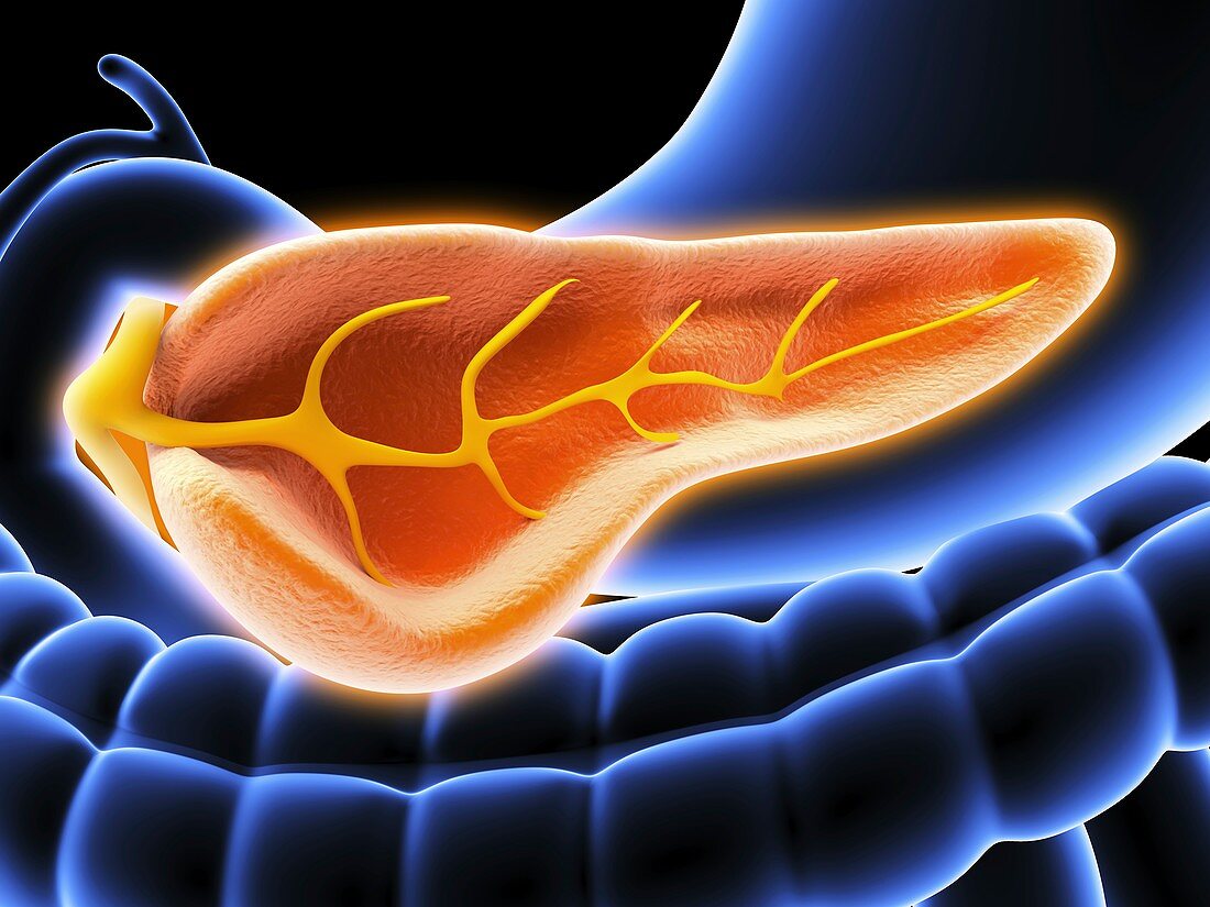 Cross section of pancreas,artwork