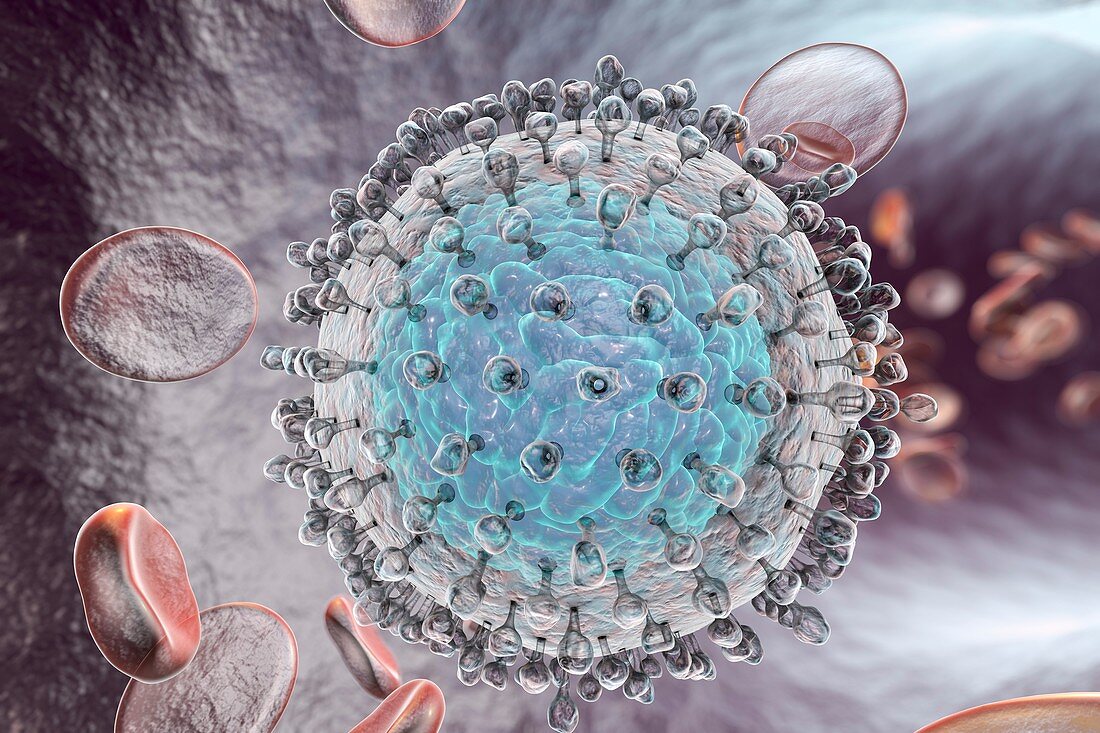 Hepatitis C virus,illustration