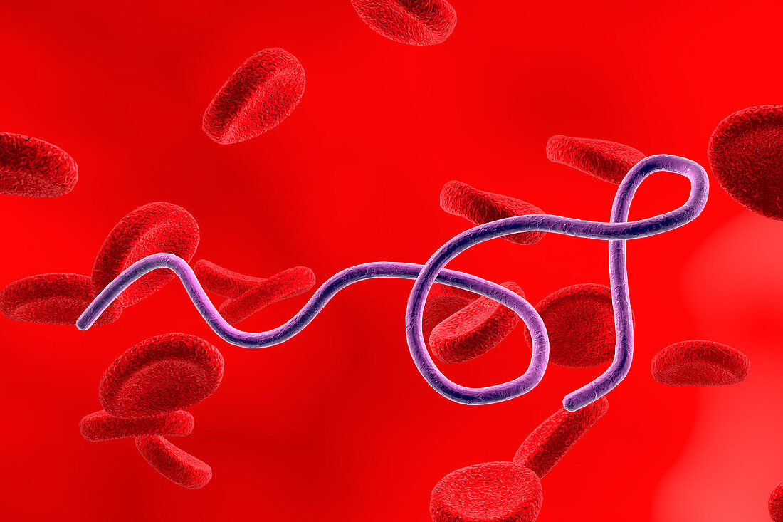 Borrelia bacteria in blood,illustration
