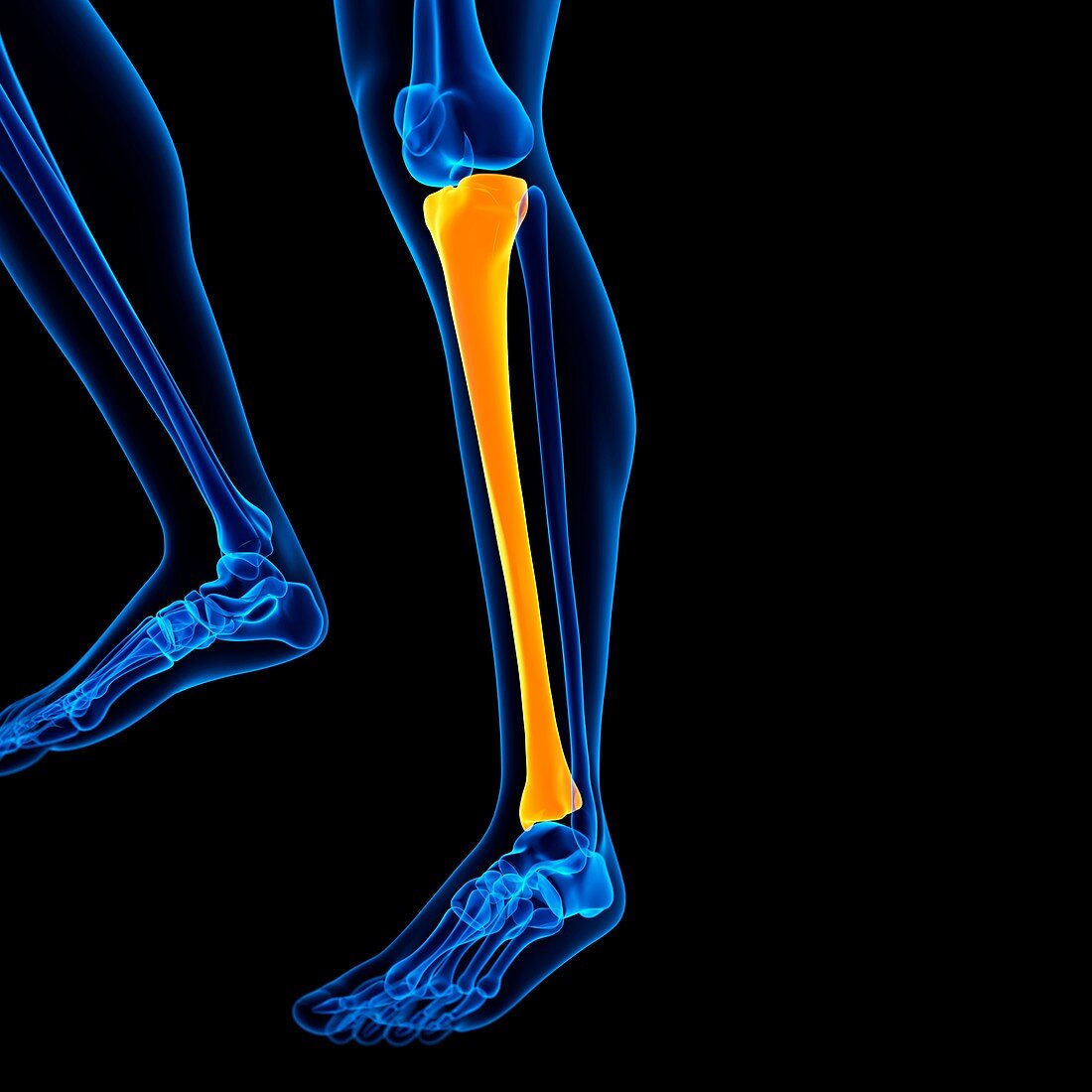 Lower leg bone,illustration