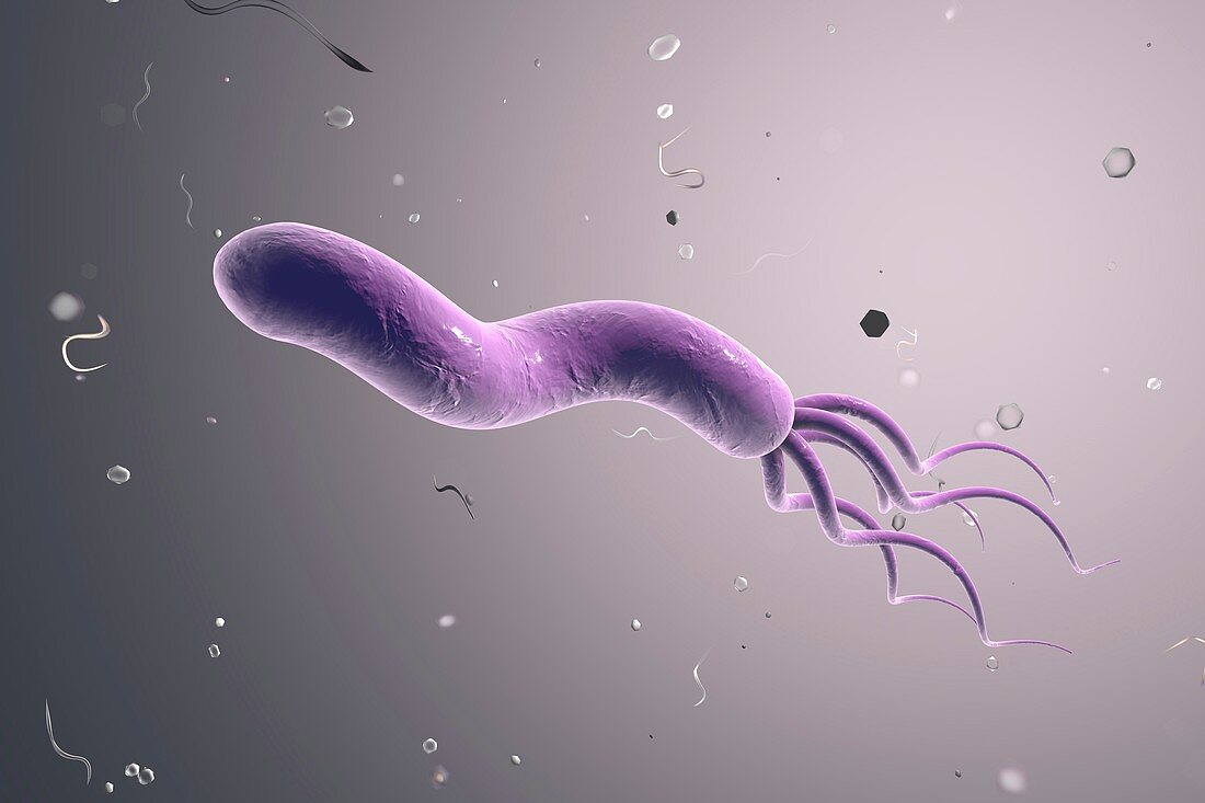 Helicobacter pylori bacterium