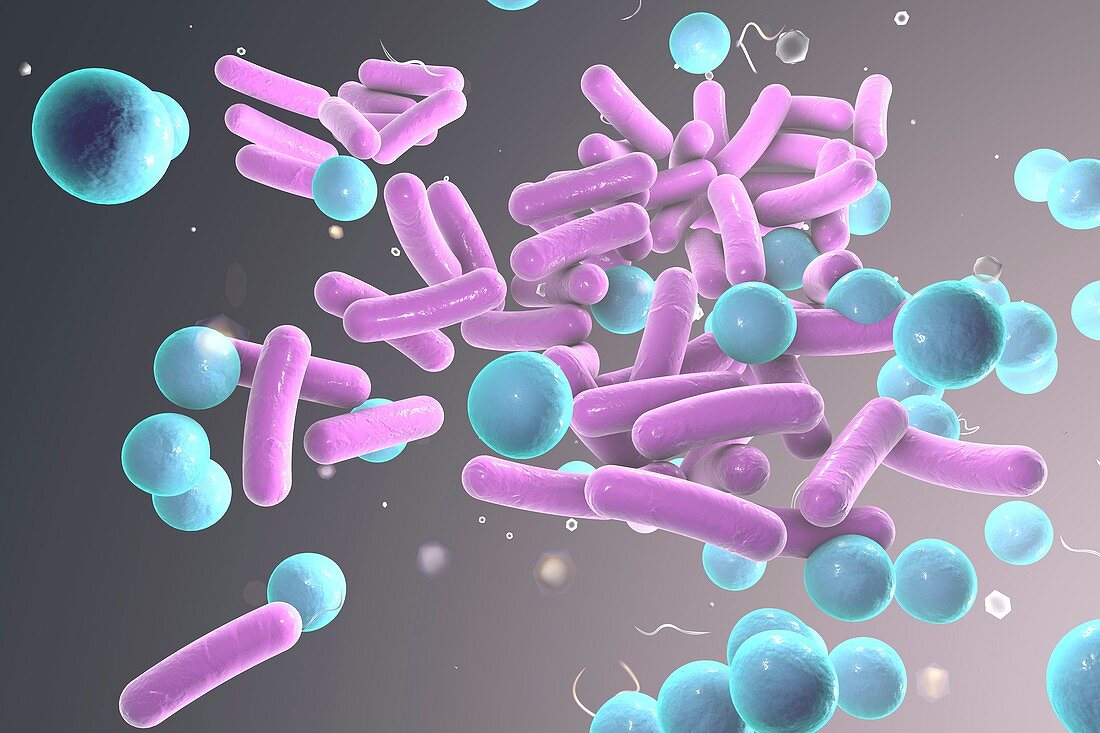 Bacteria,illustration