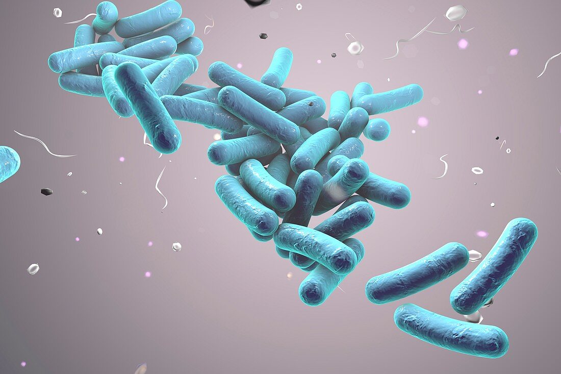 Rod-shaped bacteria,illustration