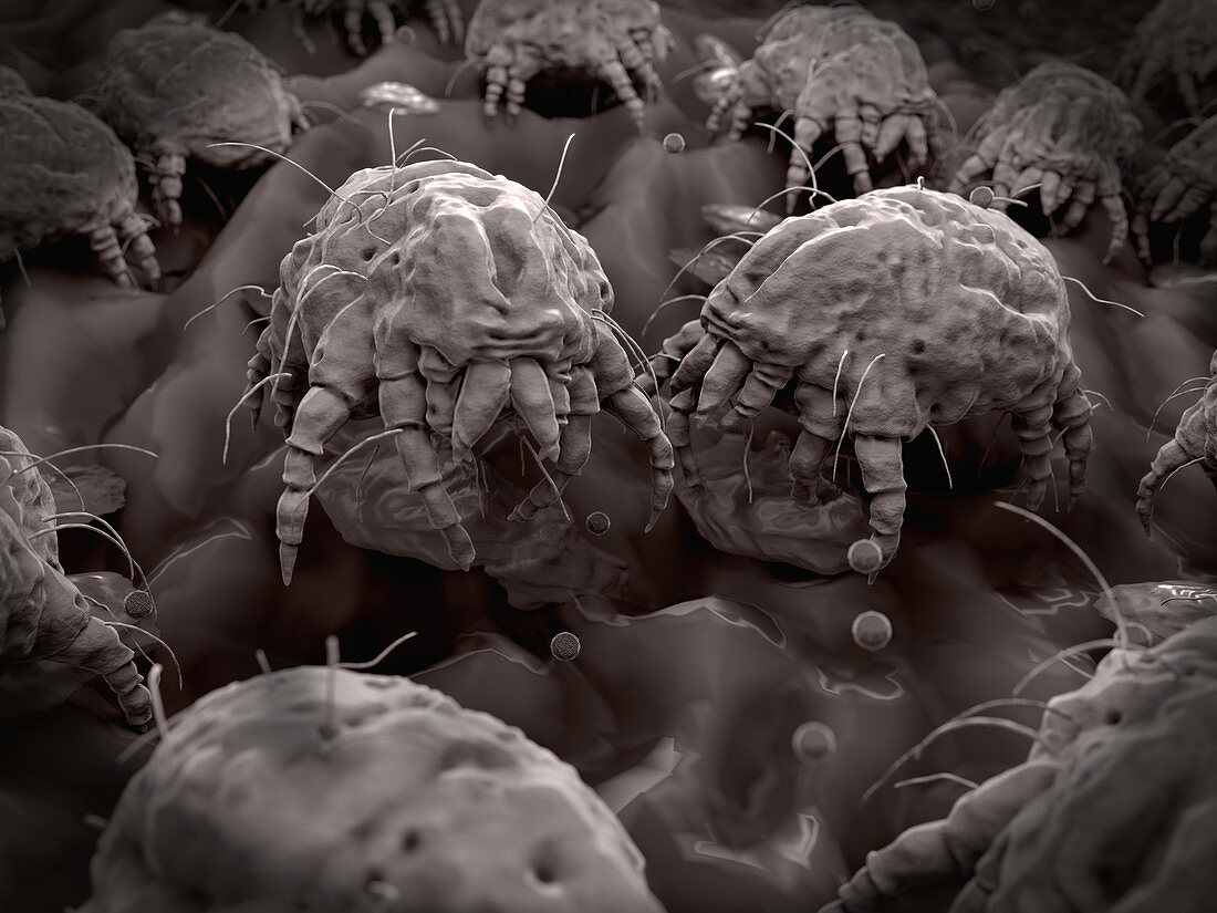 Dust mites,illustration