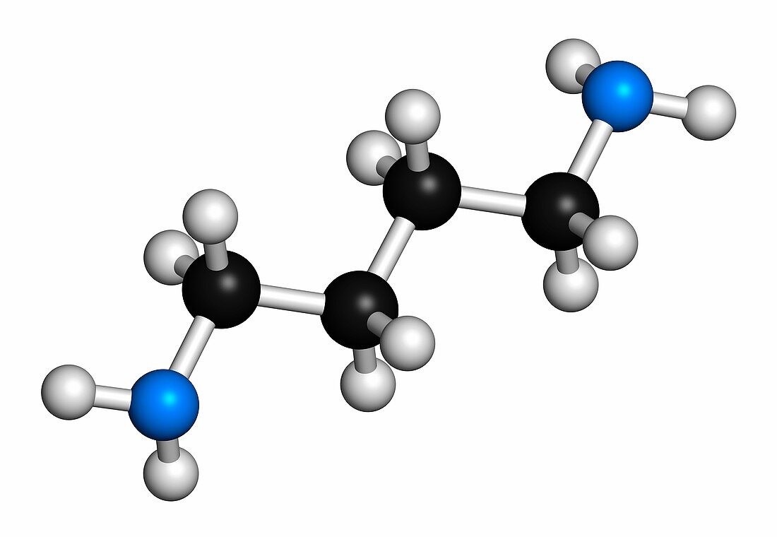Putrescine foul smelling molecule