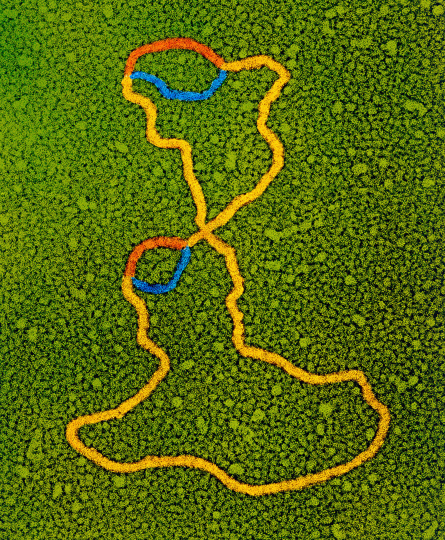 Coloured TEM of DNA plasmid showing two genes