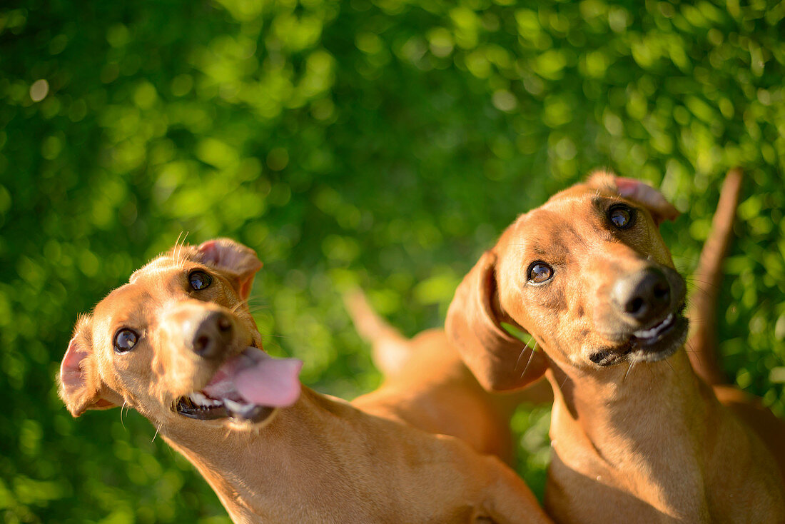 Portrait of dogs