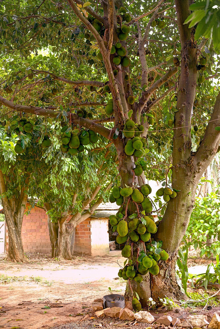 Jackfruit tree with fruit growing