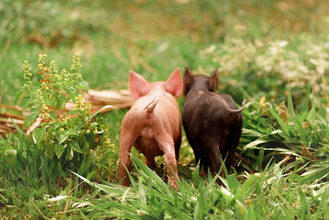 Two piglets in the grass,rear view