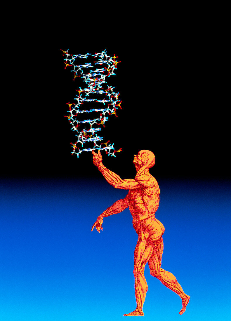 DNA and human body