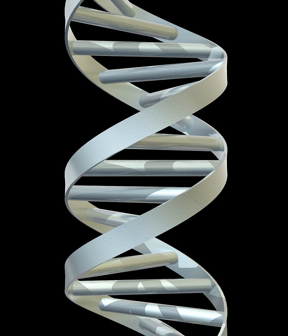 DNA helix