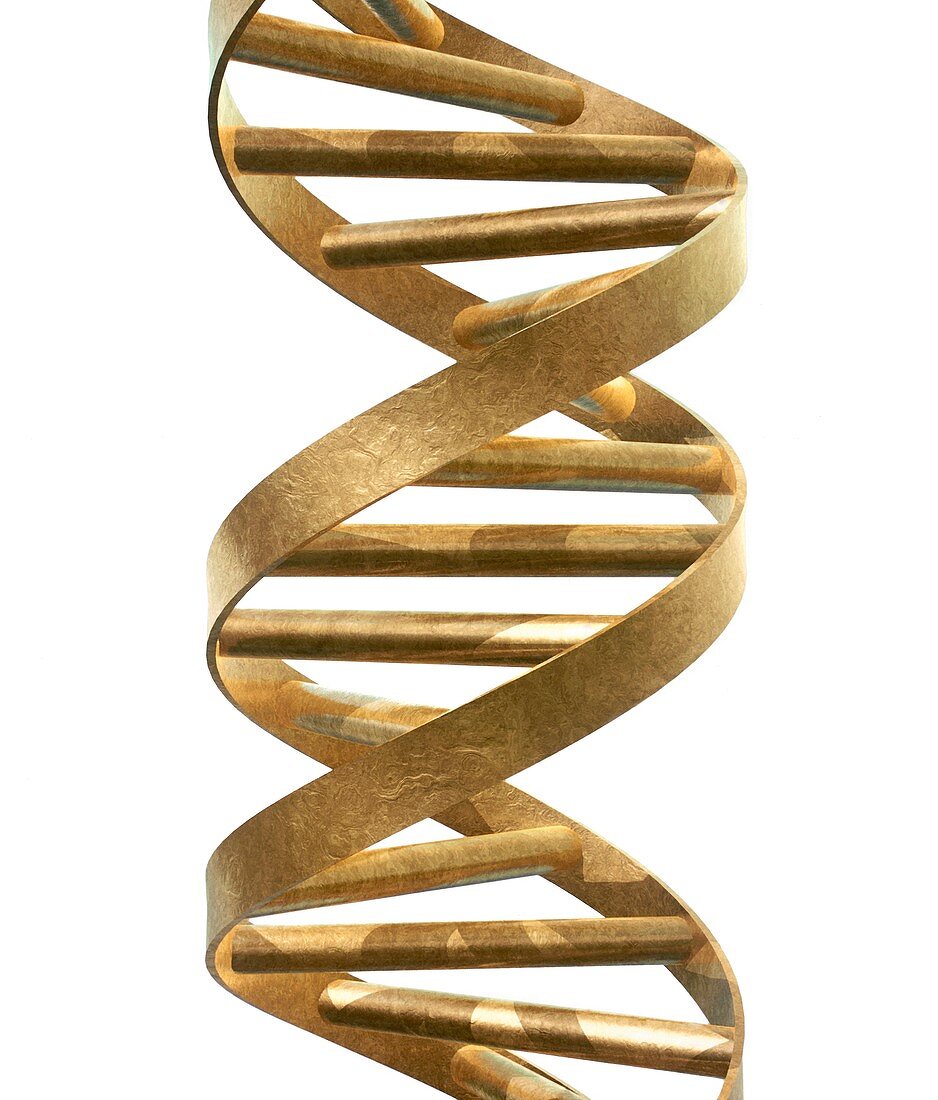 DNA helix