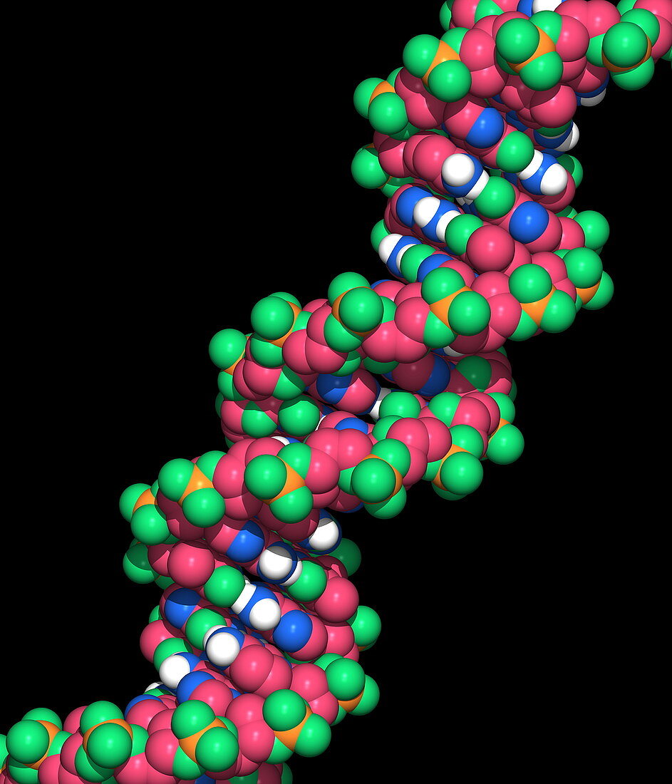 DNA molecule