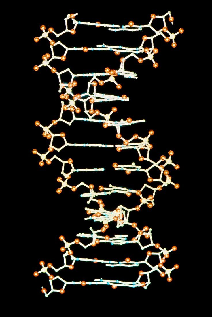 Computer graphic of beta-DNA,ball & stick model