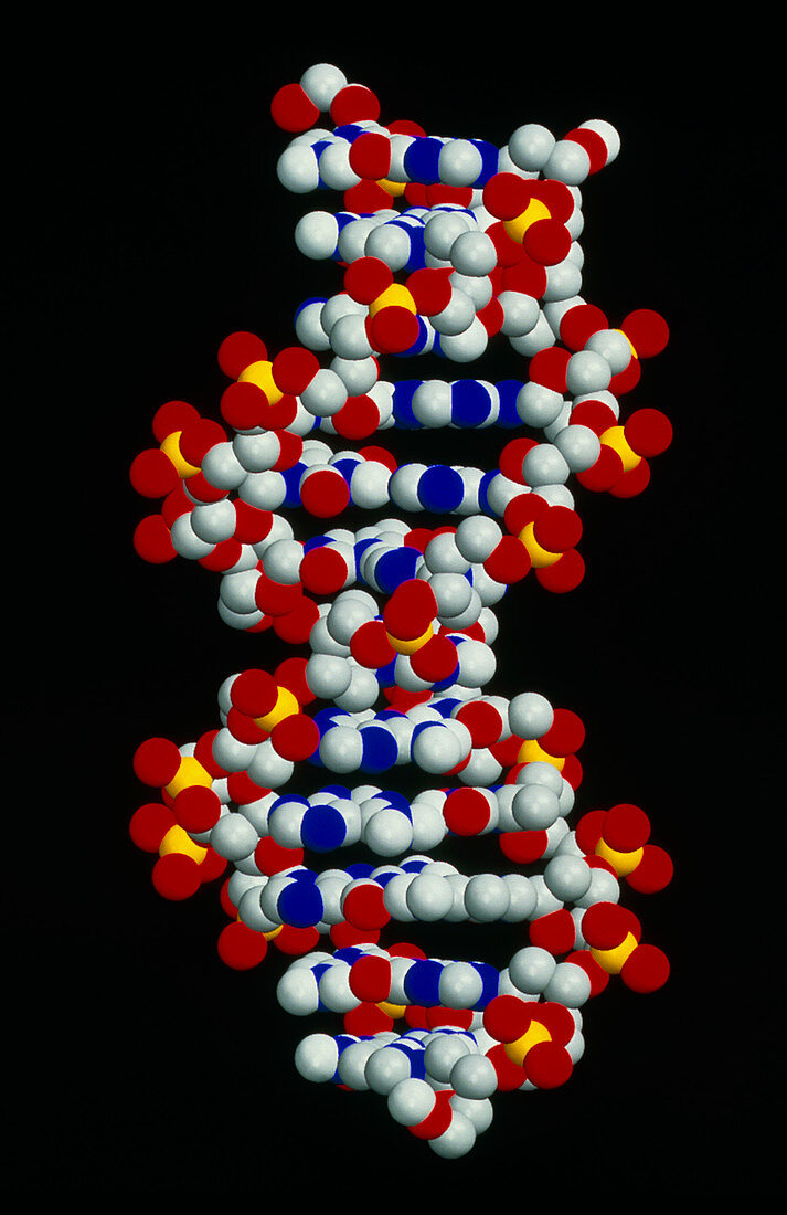 Computer representation of part of a DNA molecule