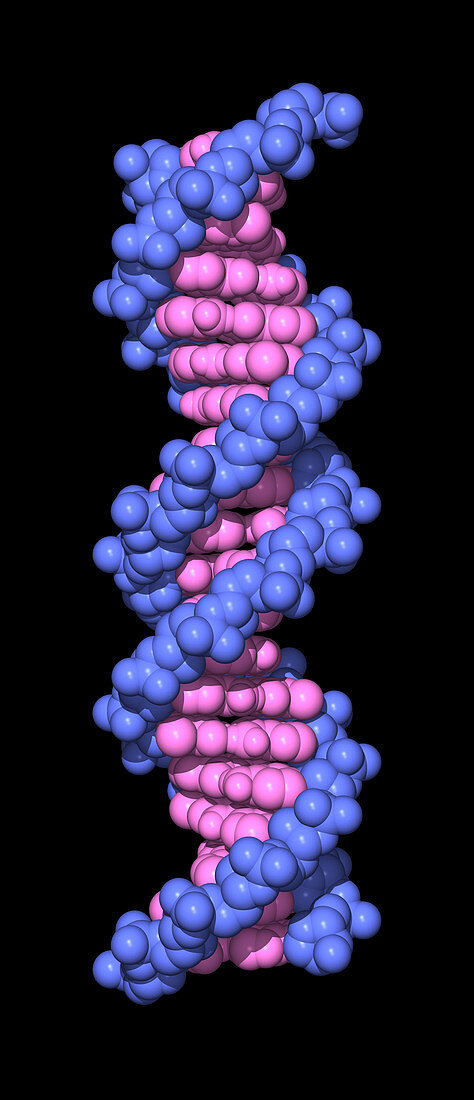 Computer representation of the beta DNA molecule