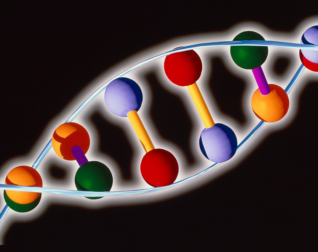 Computer representation of DNA with base pairs