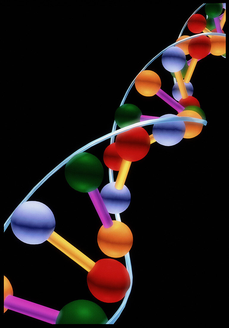 Computer representation of DNA