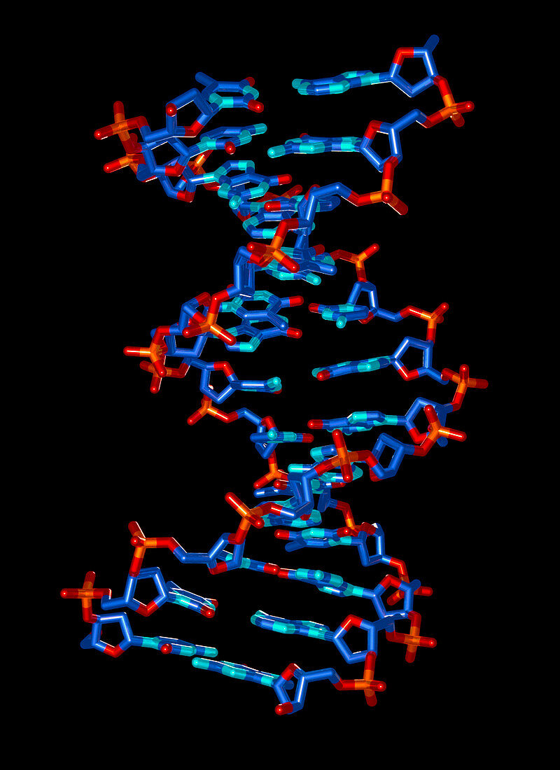 Computer graphic of a DNA molecule from HIV virus
