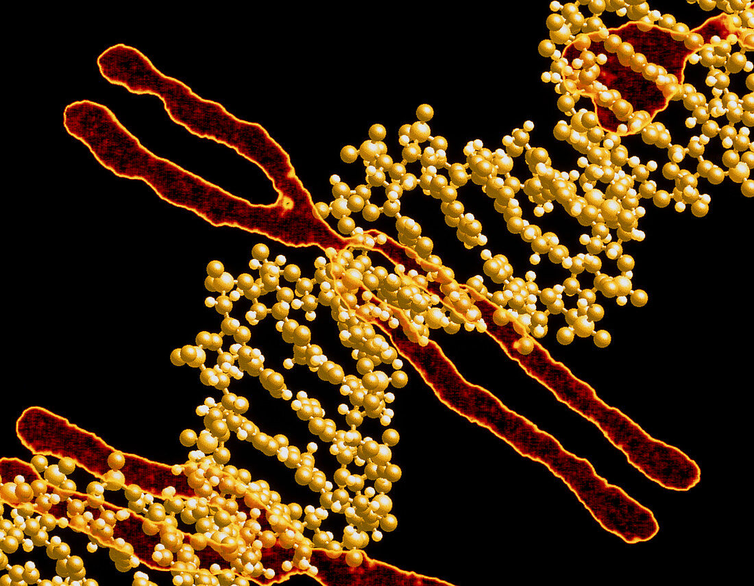 Computer artwork of DNA and human chromosomes