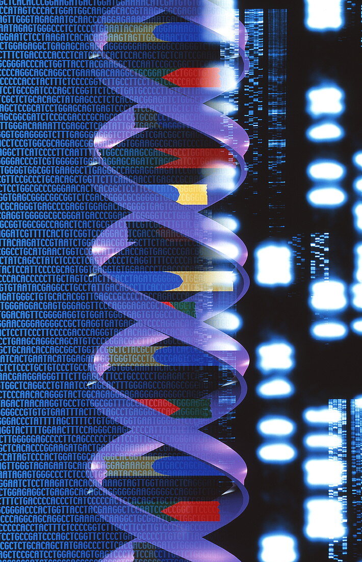 Artwork of DNA molecule with genetic sequences