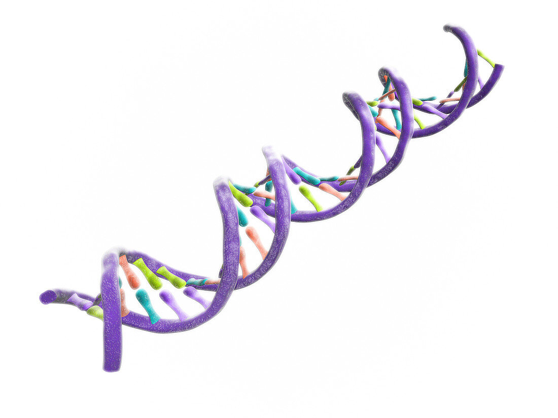 DNA molecule,computer artwork