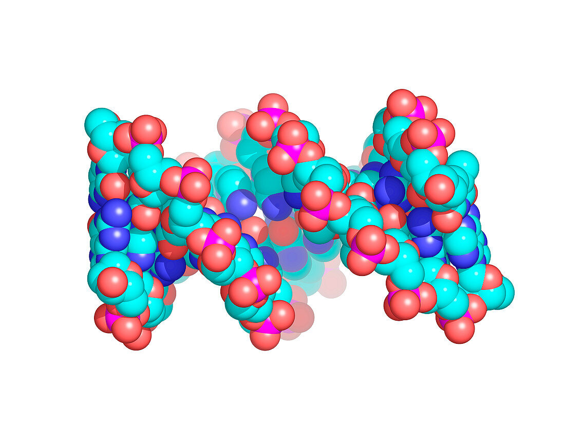 HIV DNA,molecular model