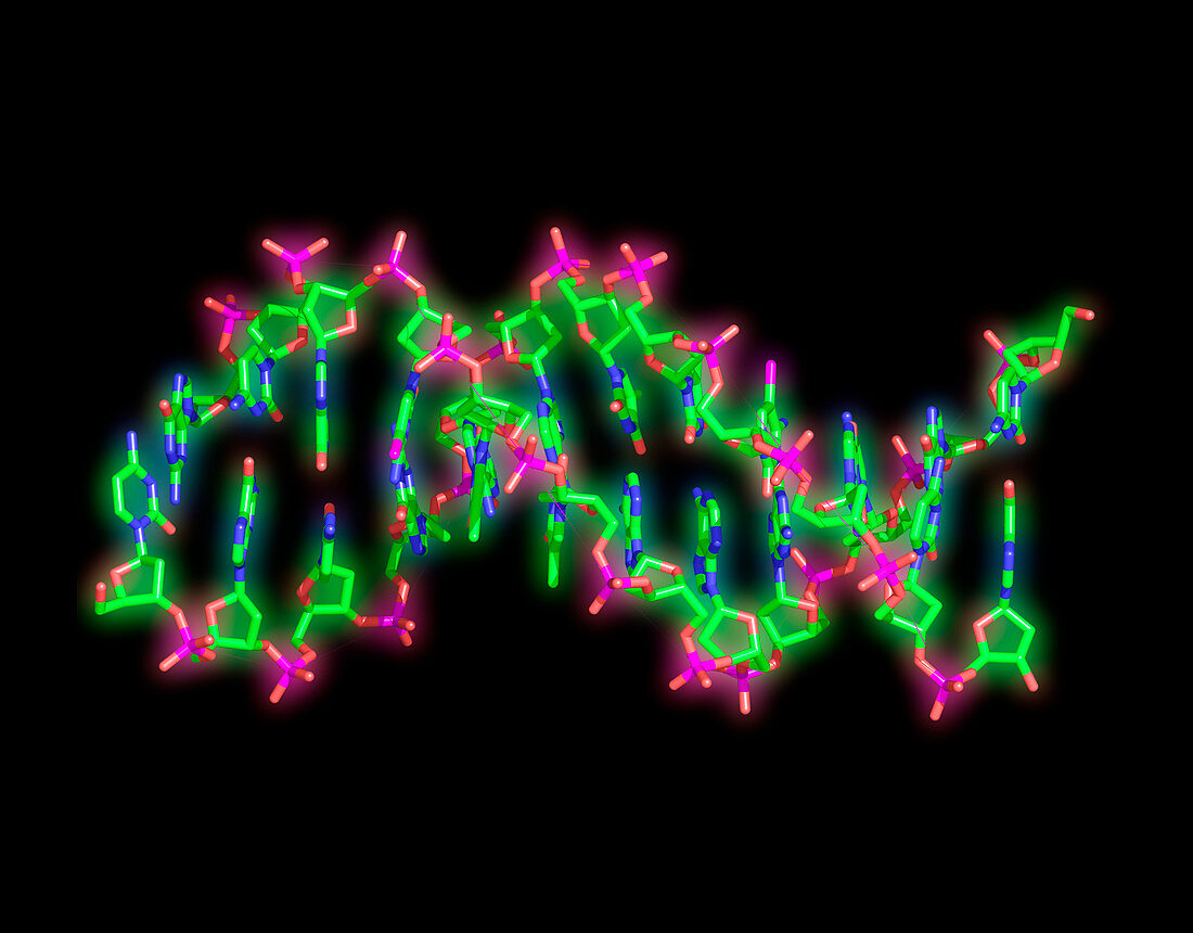 DNA,molecular model