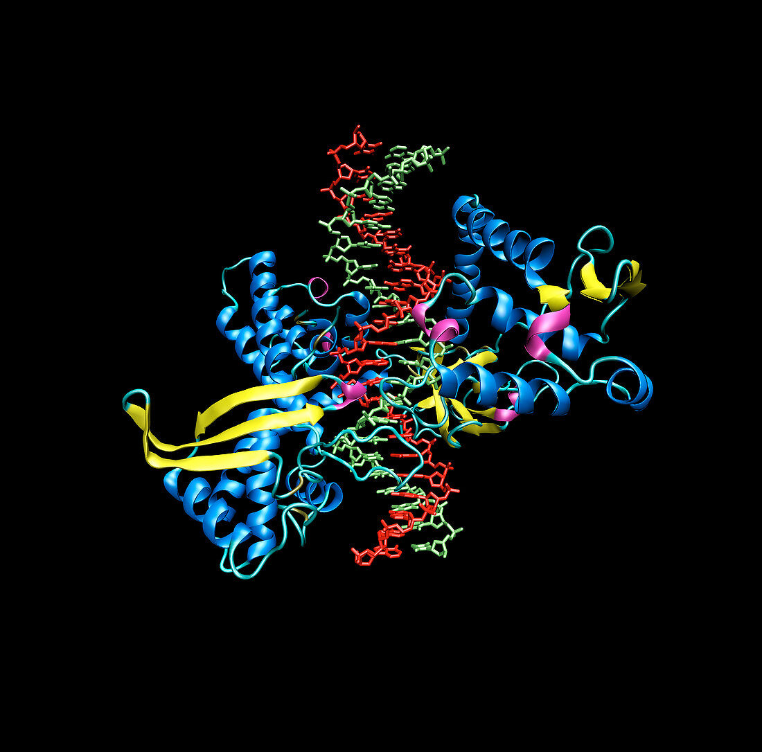 Topoisomerase 1/DNA complex