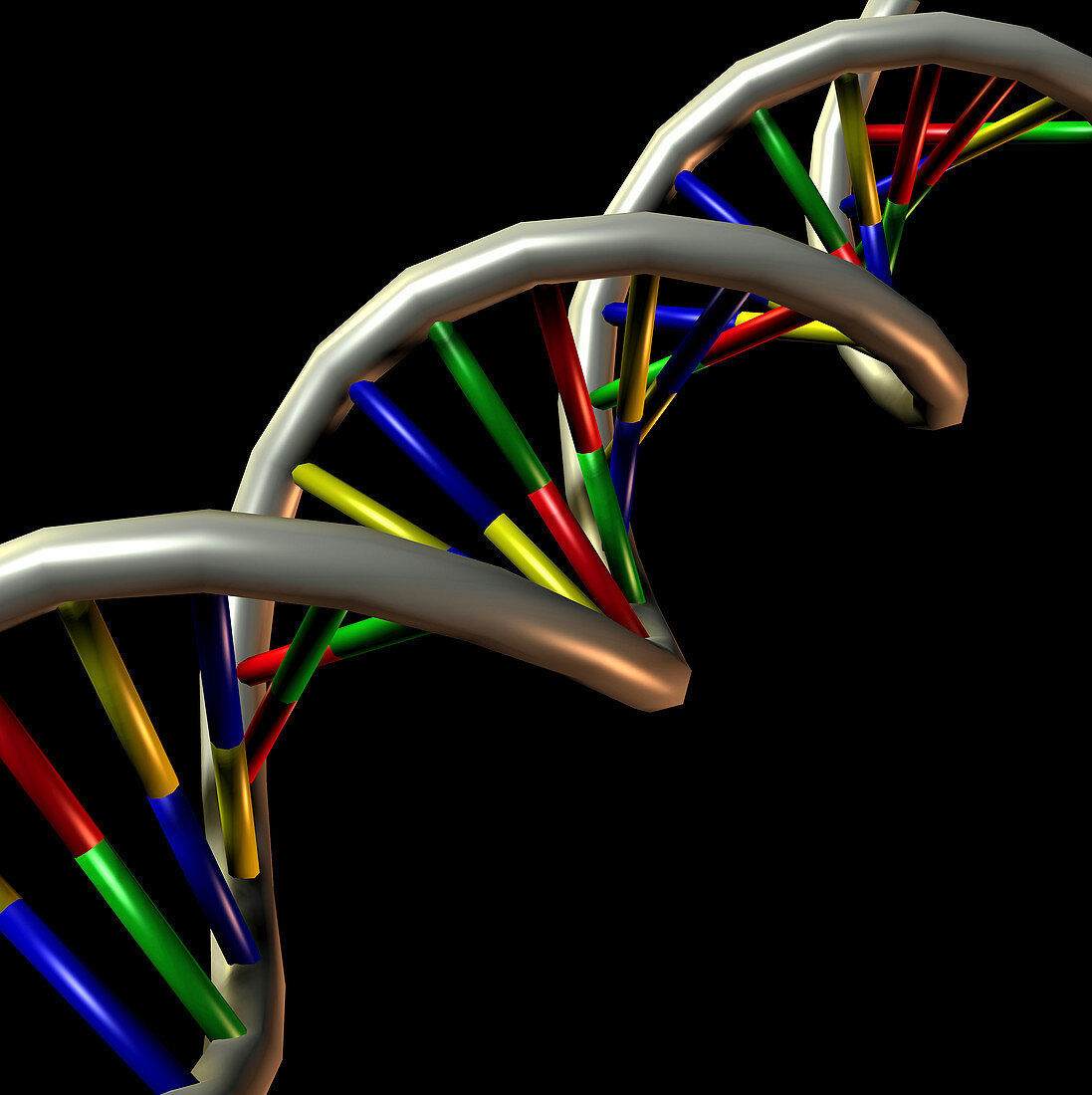 DNA molecule