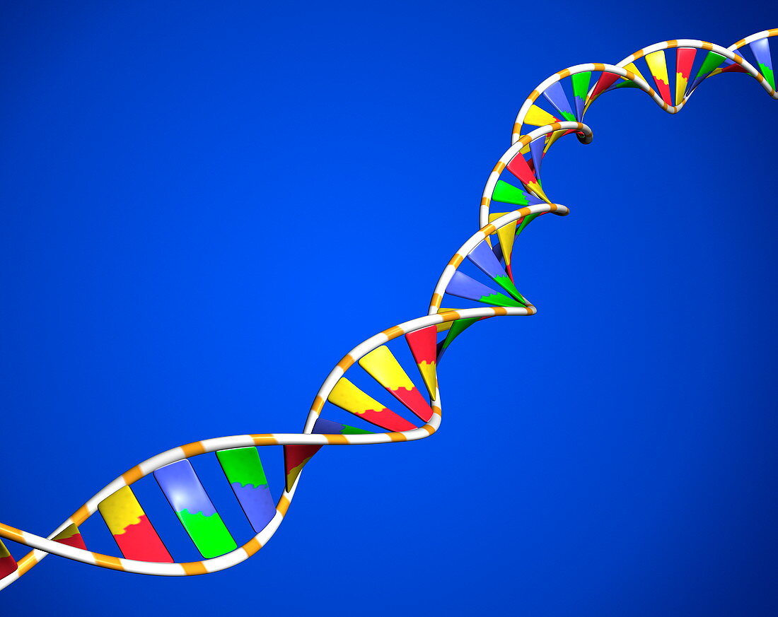 DNA molecule