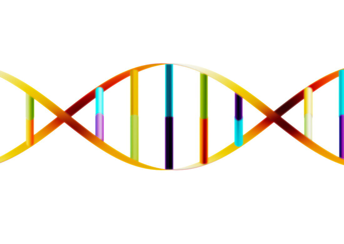 DNA molecule