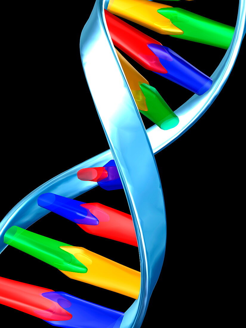 DNA