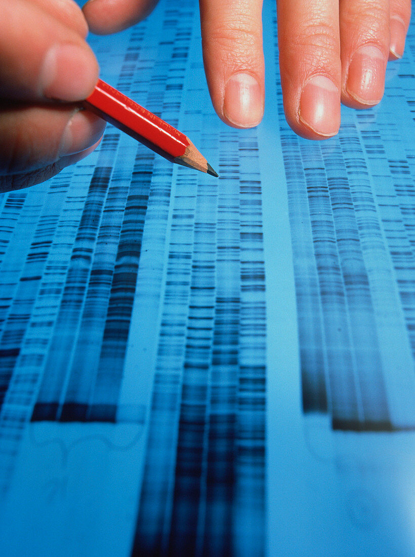 Examining DNA sequence