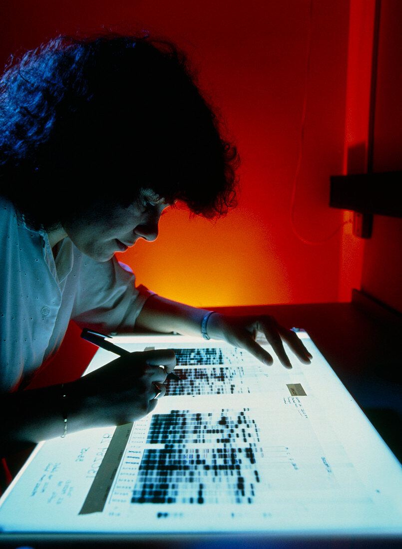 Scientist studying DNA autoradiograms on light box