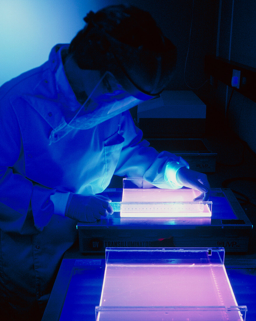 DNA fingerprinting: technician prepares gels