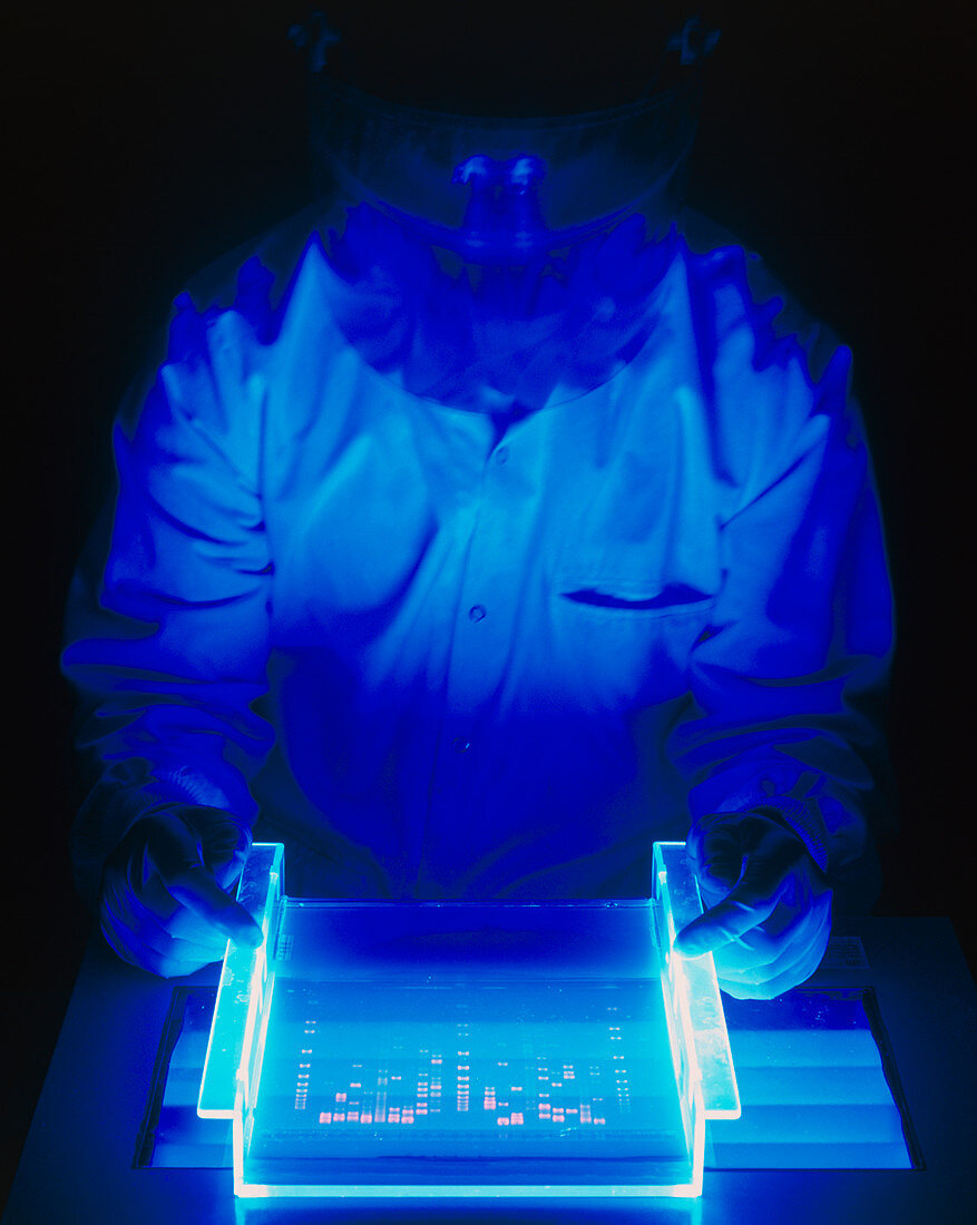 Researcher examines stained & fluoresced DNA gel
