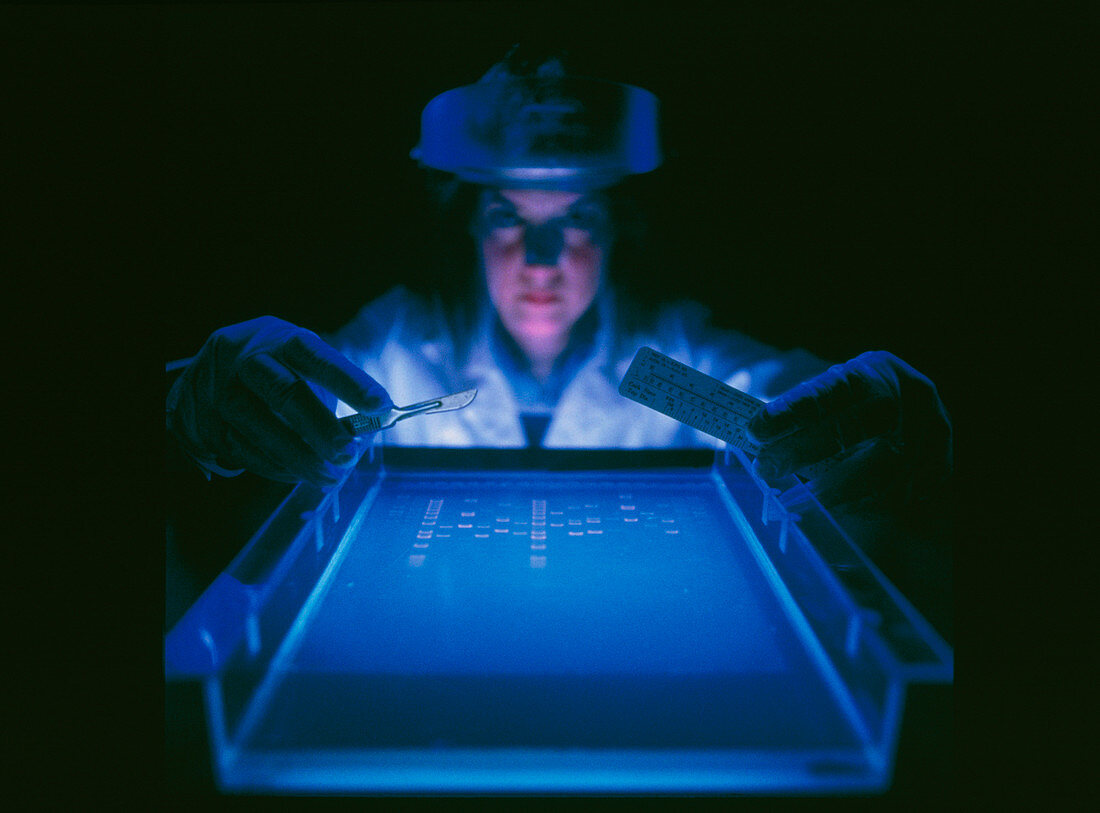 Researcher with DNA electrophoresis equipment