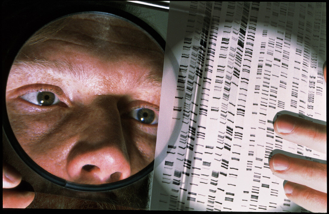 Scientist studies DNA autoradiogram