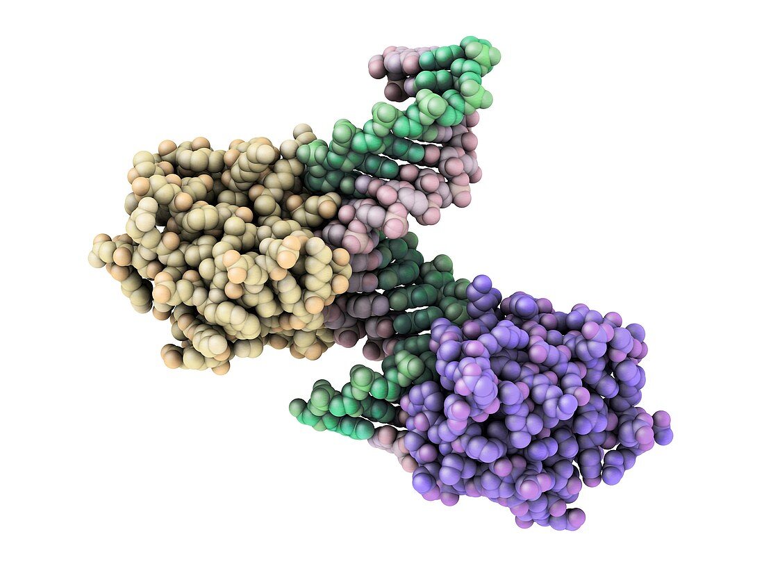 Ribonuclease with RNA/DNA hybrid