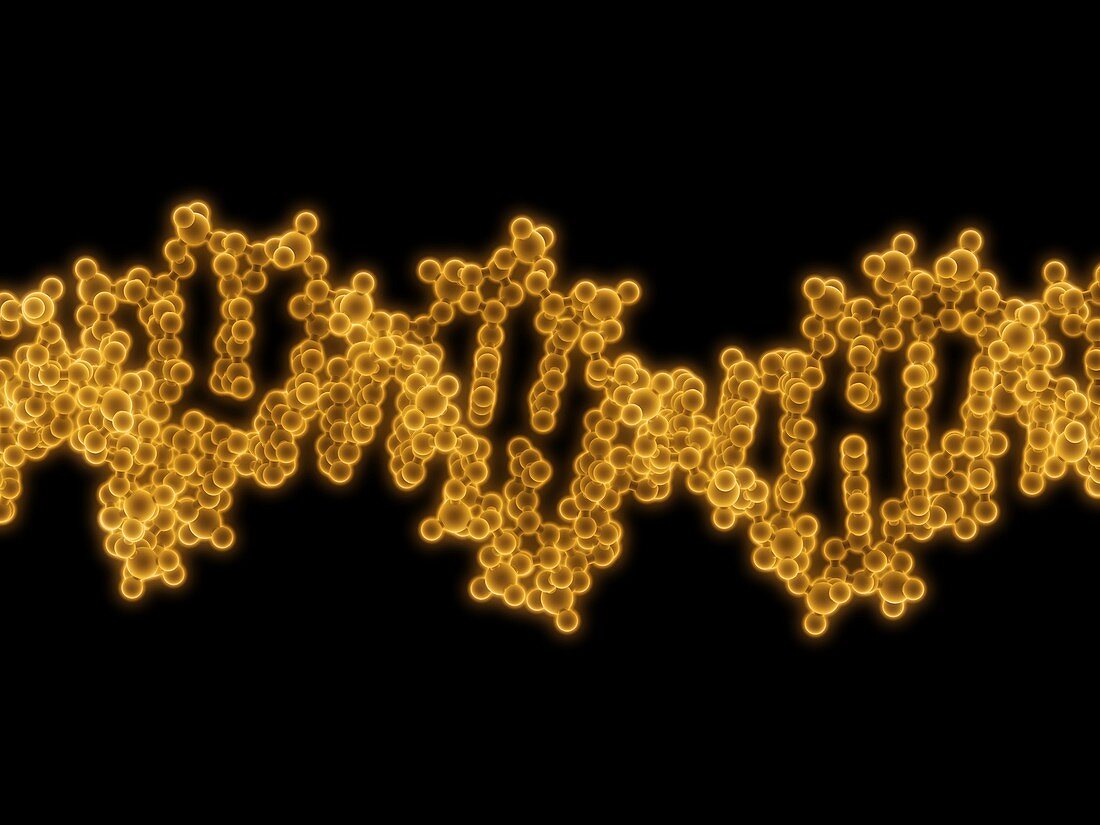 DNA molecule