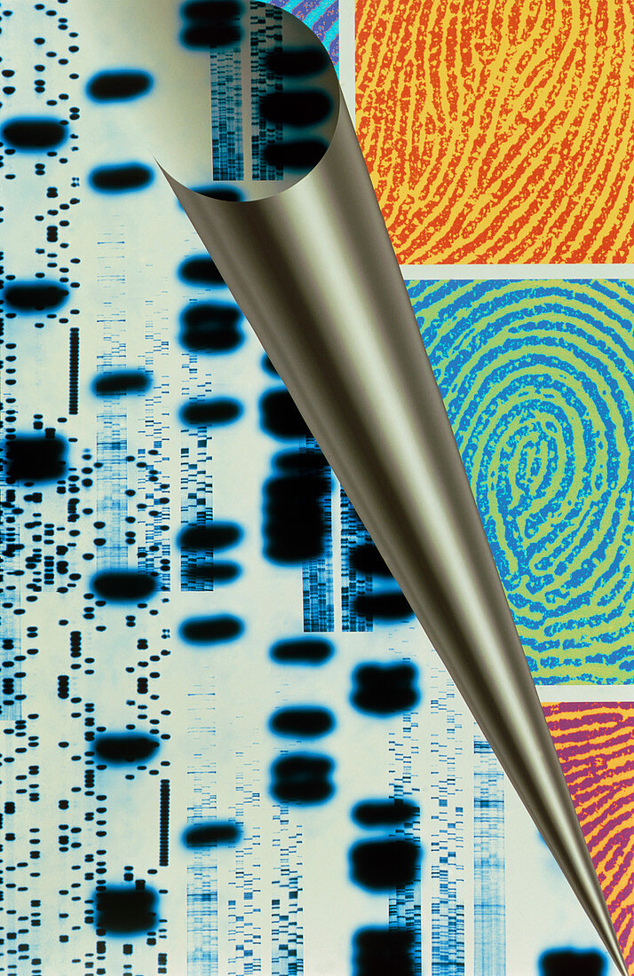 Computer art of DNA sequences & real fingerprints