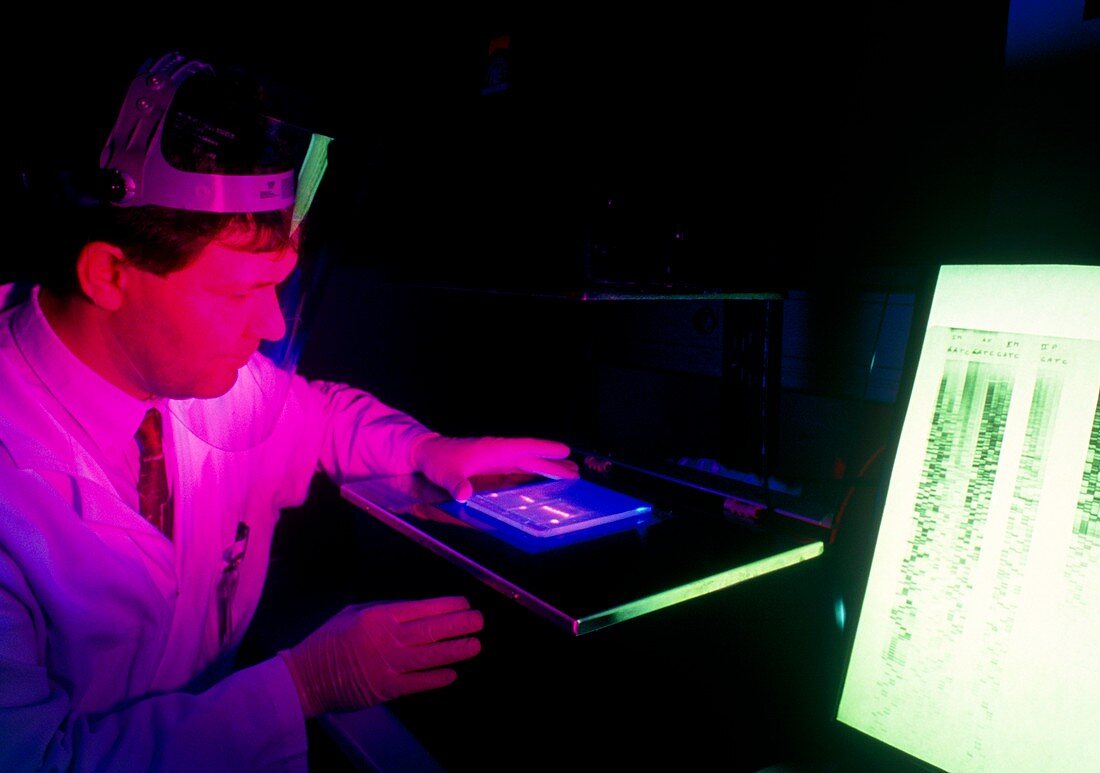 Technician examining hair bulb DNA sequences
