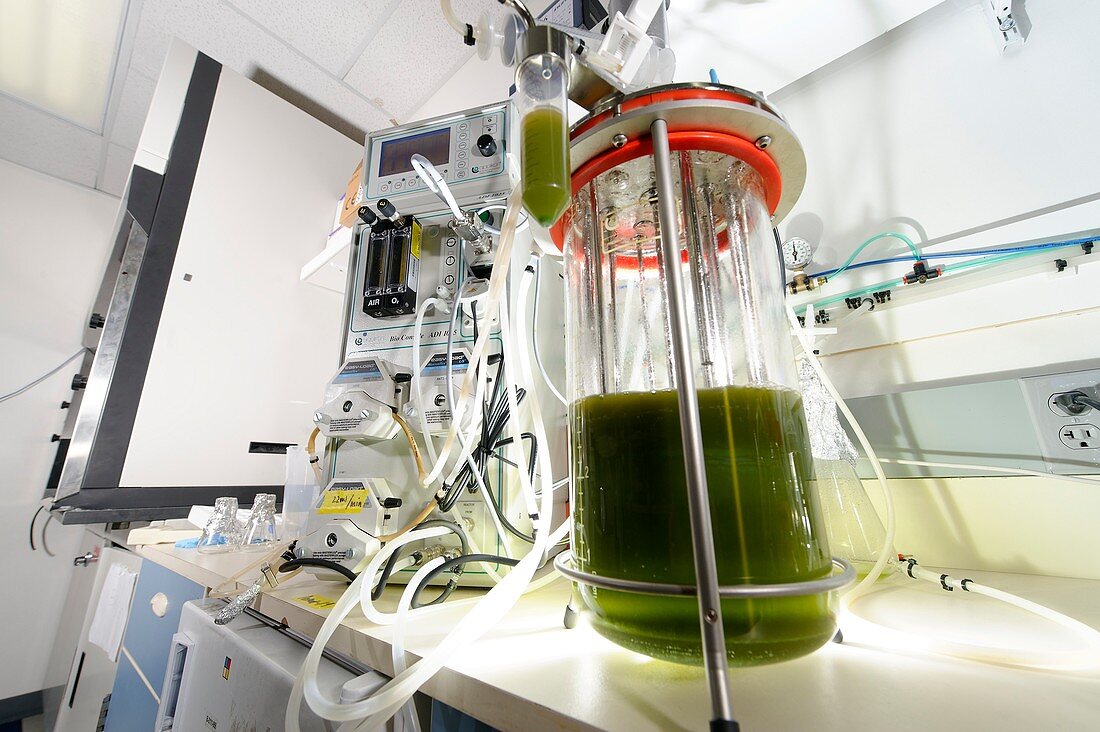 Algae fermentation bioreactor