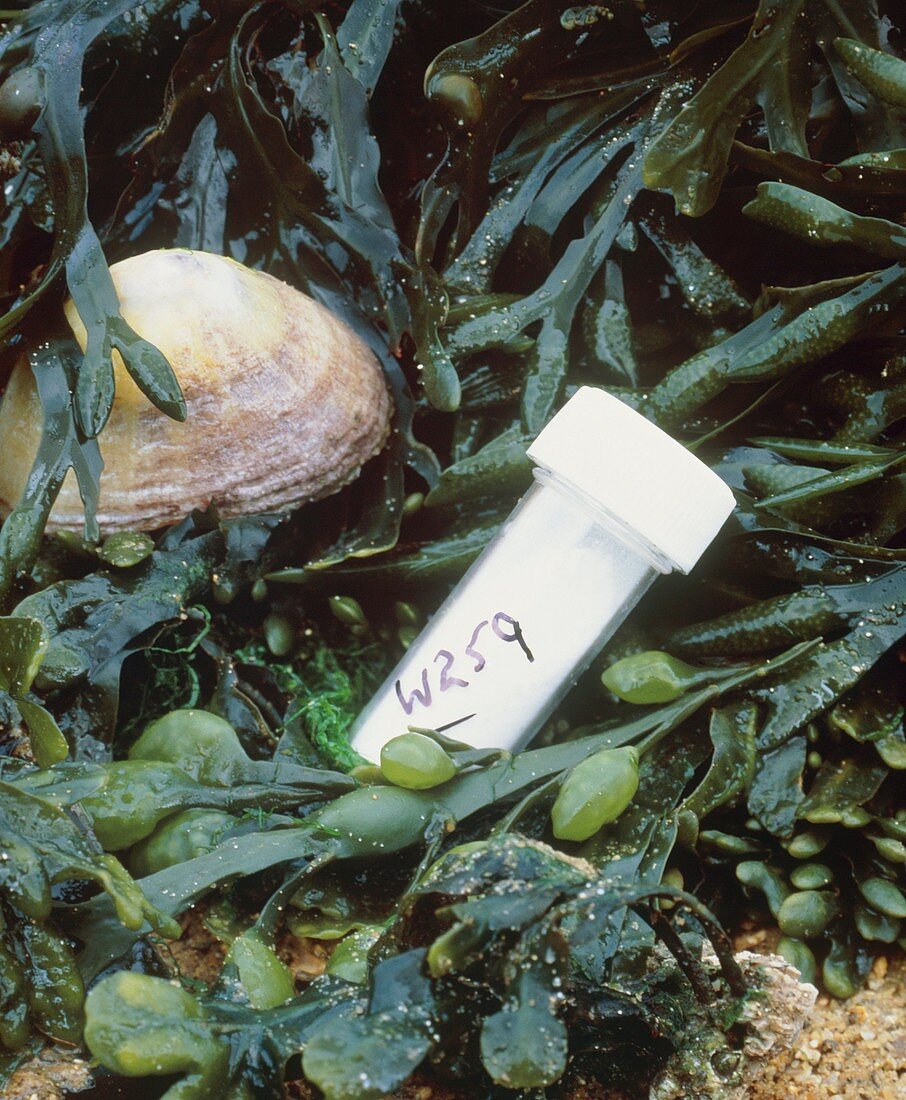 Antibiotic seaweed extract to kill Staphylococcus