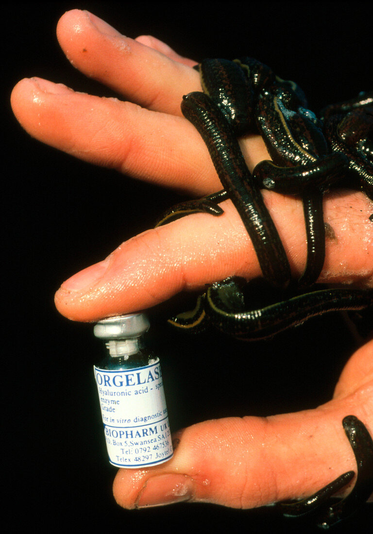 Hand with leeches and a drug derived from them