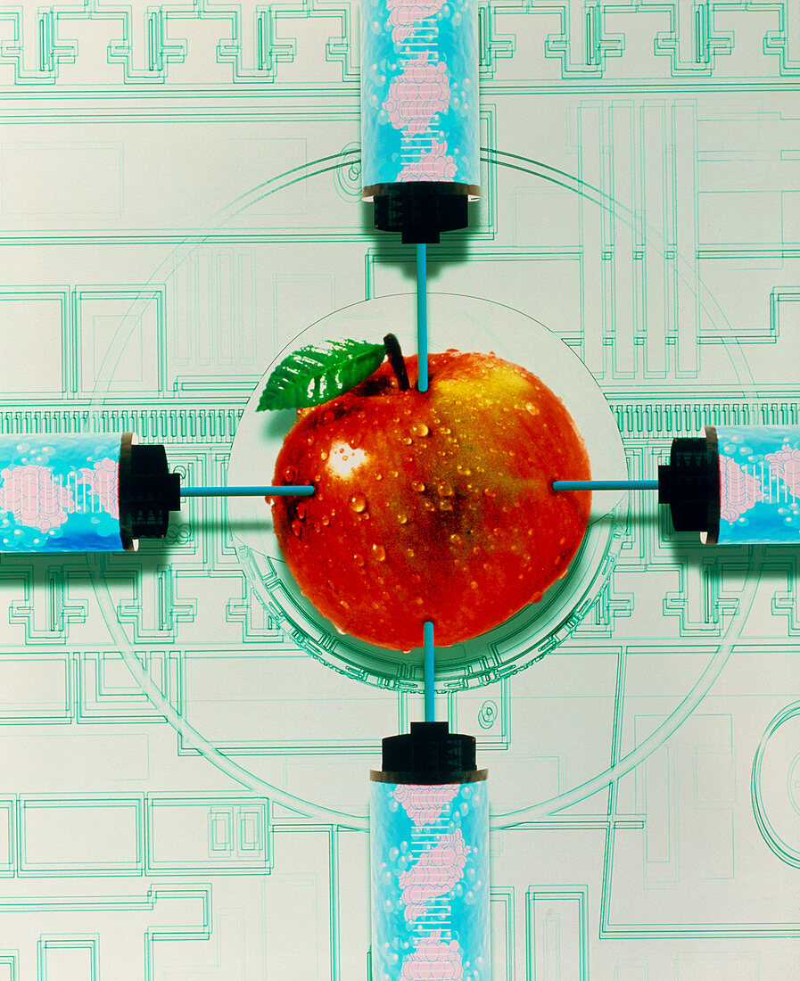 Conceptual image of genetically-engineered apple