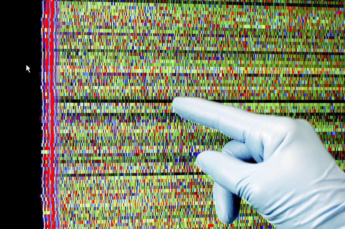 Grapevine genome sequencing