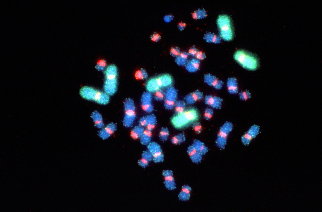 FISH micrograph of normal chromosomes